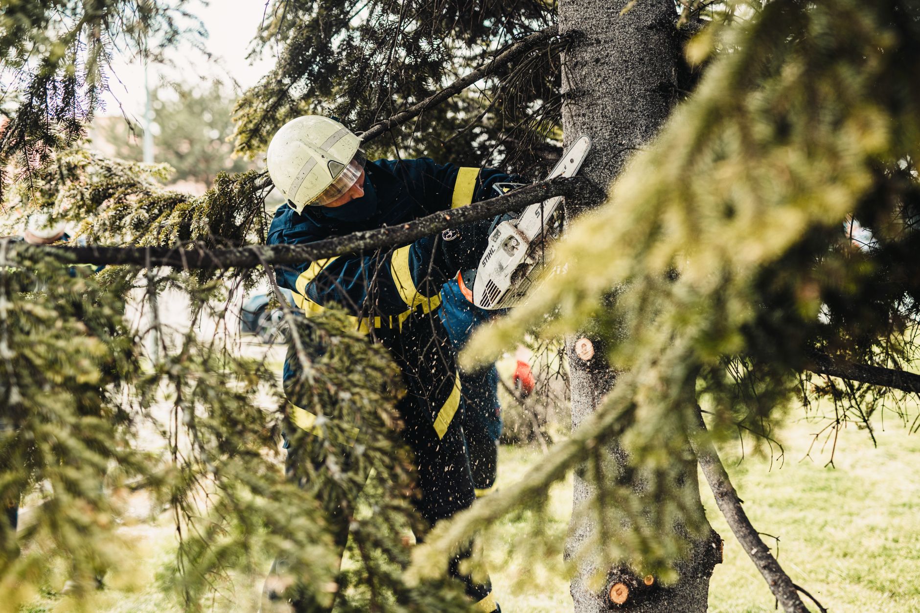 Operario podando un árbol en altura en Valencia