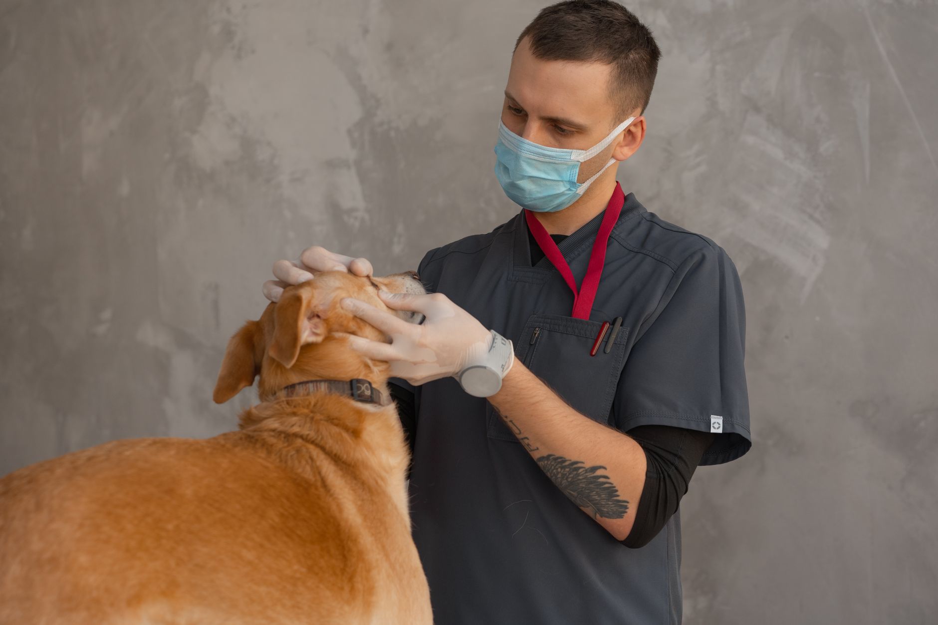 Clínica veterinaria en Valencia atendiendo a una mascota
