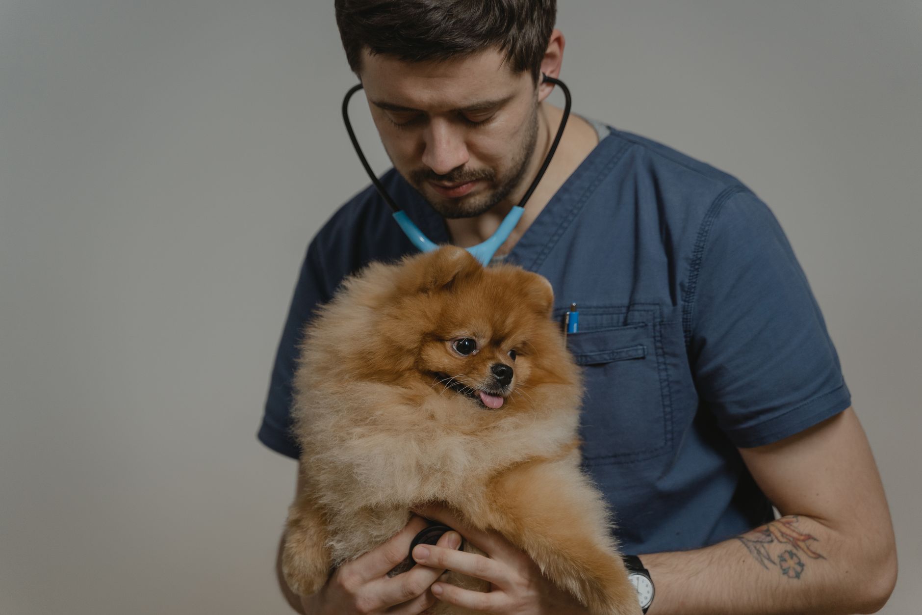 Búsqueda con inteligencia artificial para encontrar veterinario